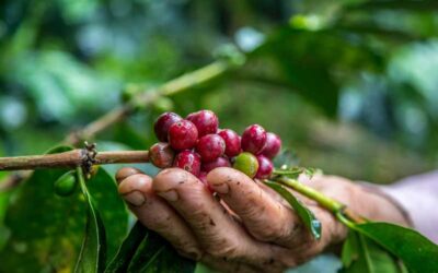 EL CAFÉ GRANO DE ORO DE COSTA RICA.