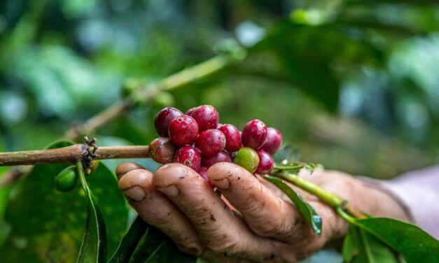 EL CAFÉ GRANO DE ORO DE COSTA RICA.