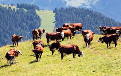 INSEMINACIÓN ARTICIAL EN  EL GANADO BOVINO