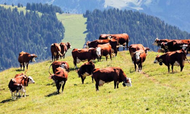 INSEMINACIÓN ARTICIAL EN  EL GANADO BOVINO