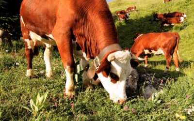 USO EFICIENTE DE PASTOS EN EL SECTOR LECHERO SEGÚN ESTUDIO DE LA UCR