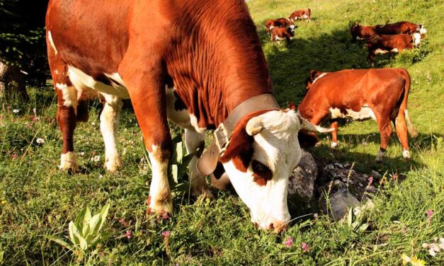 USO EFICIENTE DE PASTOS EN EL SECTOR LECHERO SEGÚN ESTUDIO DE LA UCR