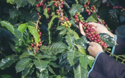 COSECHA 2022-2023 DEL CAFÉ EN COSTA RICA SUPERA LA PRODUCCION ANTERIOR (ICAFE)