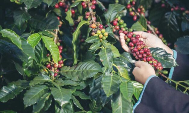 COSECHA 2022-2023 DEL CAFÉ EN COSTA RICA SUPERA LA PRODUCCION ANTERIOR (ICAFE)