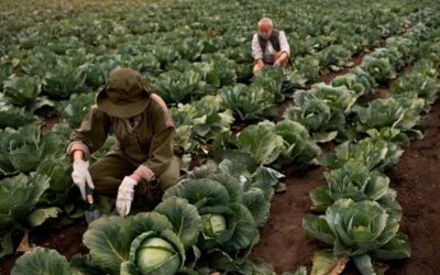 AGRICULTURA SUSTENTABLE, PARA BAJAR LOS NIVELES DE CONTAMINACION DE NUESTRO PLANETA