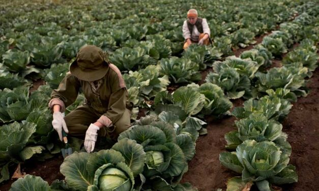 AGRICULTURA SUSTENTABLE, PARA BAJAR LOS NIVELES DE CONTAMINACION DE NUESTRO PLANETA