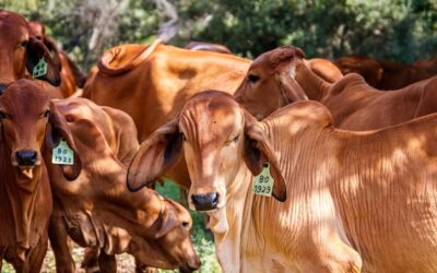 LA GANADERIA EN COSTA RICA:  UNA INDUSTRIA SOSTENIBLE EN CONSTANTE EVOLUCION