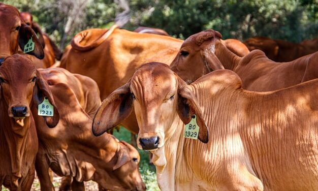 LA GANADERIA EN COSTA RICA:  UNA INDUSTRIA SOSTENIBLE EN CONSTANTE EVOLUCION