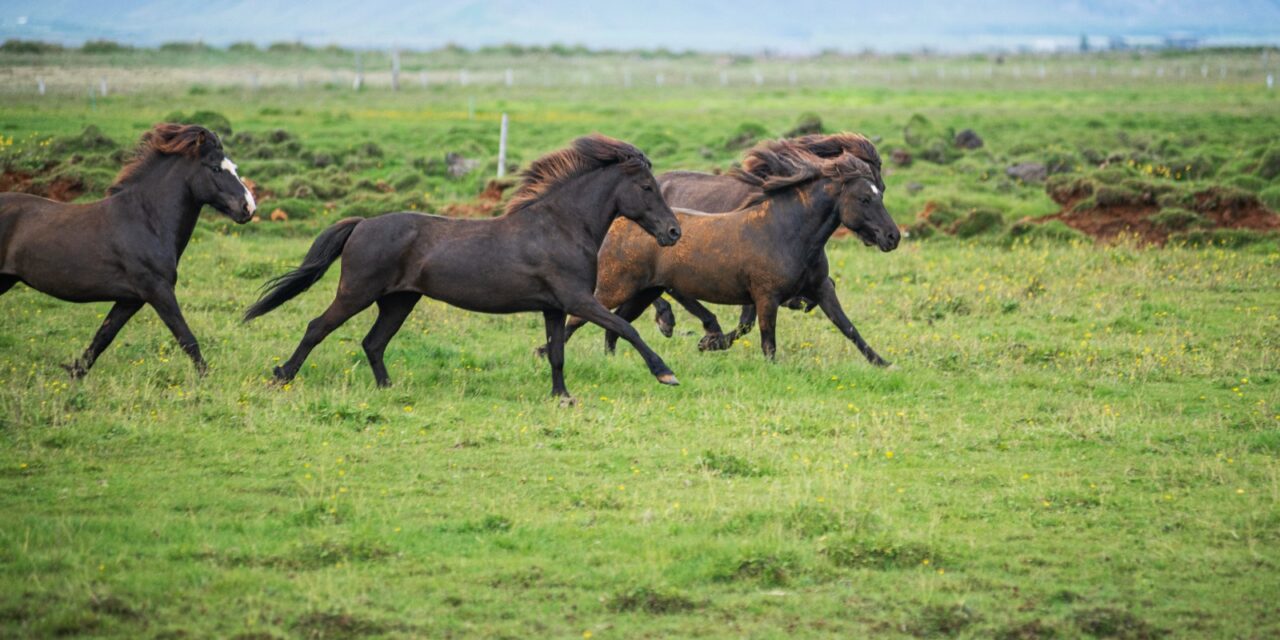 DIFERENTES RAZAS DE CABALLOS