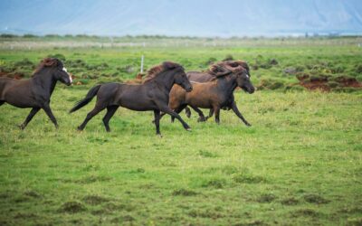 DIFERENTES RAZAS DE CABALLOS