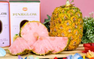 EL CULTIVO DE LA PIÑA ROSADA DE EXPORTACIÓN EN COSTA RICA ES UN TEROSO DE SABOR DULCE