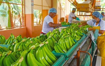 EL CULTIVO DE BANANO EN COSTA RICA, ES UNA INDUSTRIA EMBLEMATICA Y SOSTENIBLE