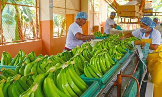 EL CULTIVO DE BANANO EN COSTA RICA, ES UNA INDUSTRIA EMBLEMATICA Y SOSTENIBLE