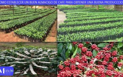 COMO ESTABLECER UN BUEN ALMACIGO DE CAFE PARA OBTENER UNA BUENA PRODUCCCION