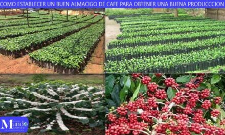 COMO ESTABLECER UN BUEN ALMACIGO DE CAFE PARA OBTENER UNA BUENA PRODUCCCION