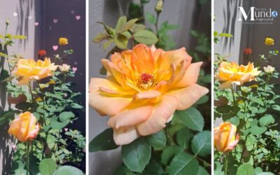 Cómo mantener tus rosales hermosos, sin plagas, con colores intensos, aromas deliciosos y tallos fuertes