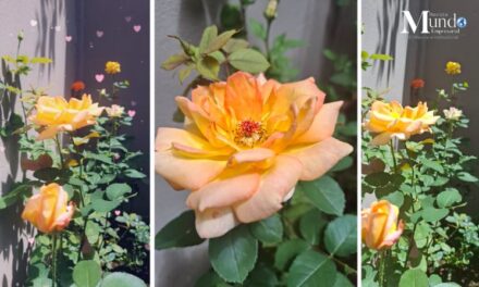 Cómo mantener tus rosales hermosos, sin plagas, con colores intensos, aromas deliciosos y tallos fuertes